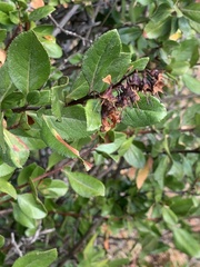 Escallonia rubra