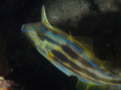 Meuschenia freycineti