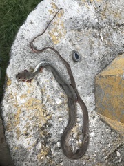 Masticophis mentovarius