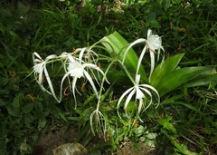 Hymenocallis littoralis
