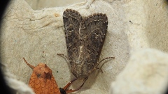 Apamea devastator