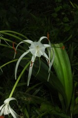 Hymenocallis littoralis