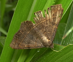 Eulepidotinae
