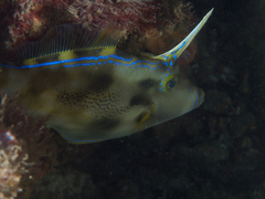Meuschenia freycineti