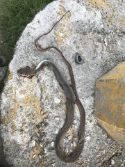 Masticophis mentovarius