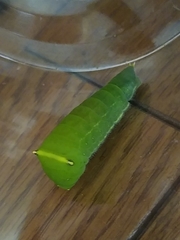 Graphium sarpedon nipponum