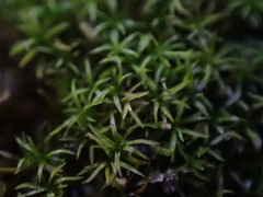 Eucladium verticillatum