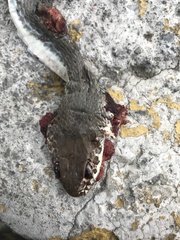 Masticophis mentovarius