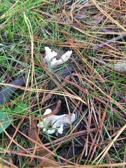 Clavulina rugosa