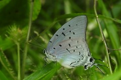 Pseudolycaena damo