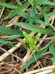 Euconocephalus varius