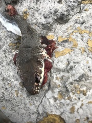 Masticophis mentovarius