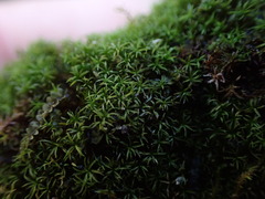 Eucladium verticillatum