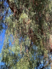 Schinus molle