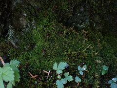 Eucladium verticillatum