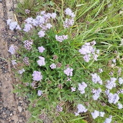 Ageratum corymbosum