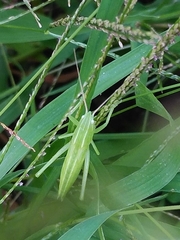 Euconocephalus varius