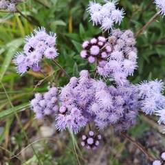 Ageratum corymbosum