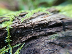 Chlorosplenium chlora