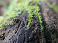 Chlorosplenium chlora