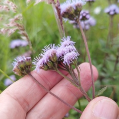 Ageratum corymbosum
