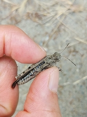 Trilophidia annulata