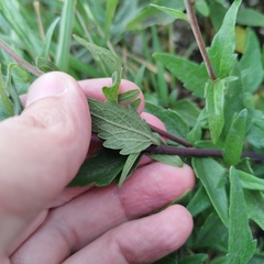 Ageratum corymbosum
