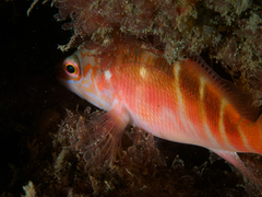 Hypoplectrodes maccullochi