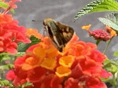 Hylephila phyleus