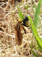 Cophinopoda chinensis