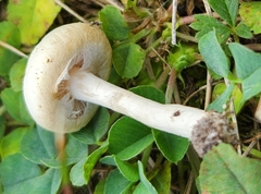 Agrocybe molesta