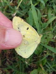 Colias poliographus
