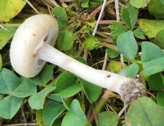 Agrocybe molesta