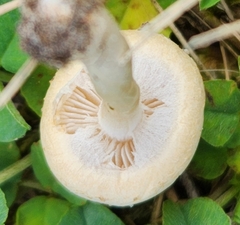 Agrocybe molesta