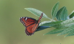 Limenitis archippus floridensis