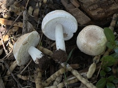 Agaricus nanaugustus