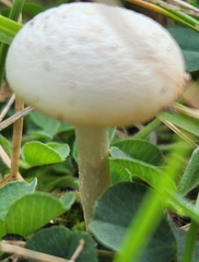 Agrocybe molesta