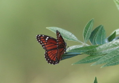Limenitis archippus floridensis