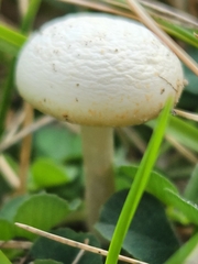 Agrocybe molesta