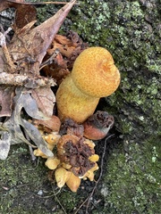 Gymnopilus