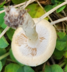 Agrocybe molesta