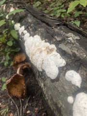 Fuscopostia fragilis