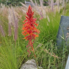 Dichromanthus cinnabarinus