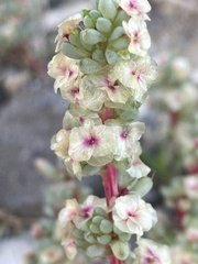 Halogeton glomeratus
