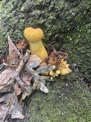 Gymnopilus