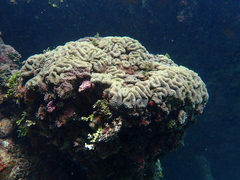 Lobophyllia