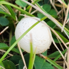 Agrocybe molesta