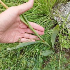 Dichromanthus cinnabarinus