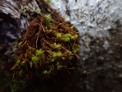Ulota obtusiuscula