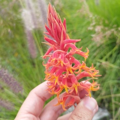 Dichromanthus cinnabarinus